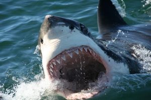 Shark Cage Diving Tour in Gansbaai: including a scenic N2 drive with the Atlantic Ocean on the one side and mountainous terrain on the other
